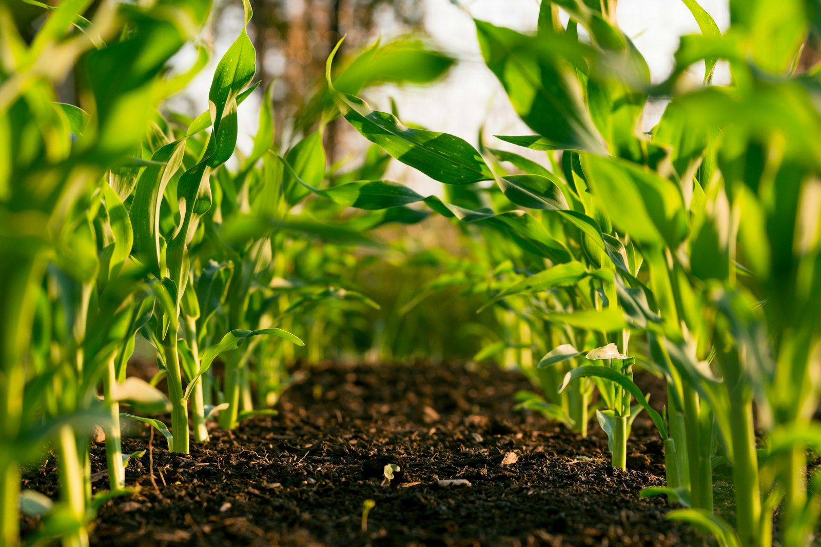 Young crops in a field