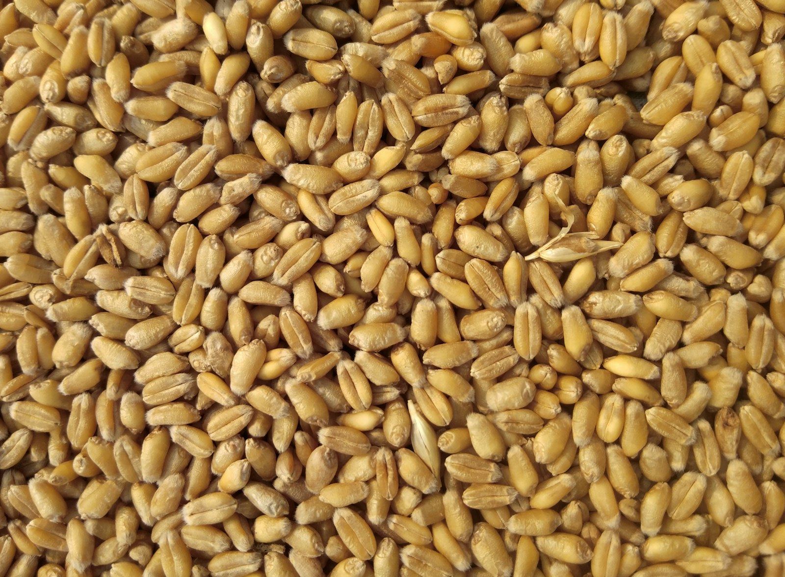 Wheat grains